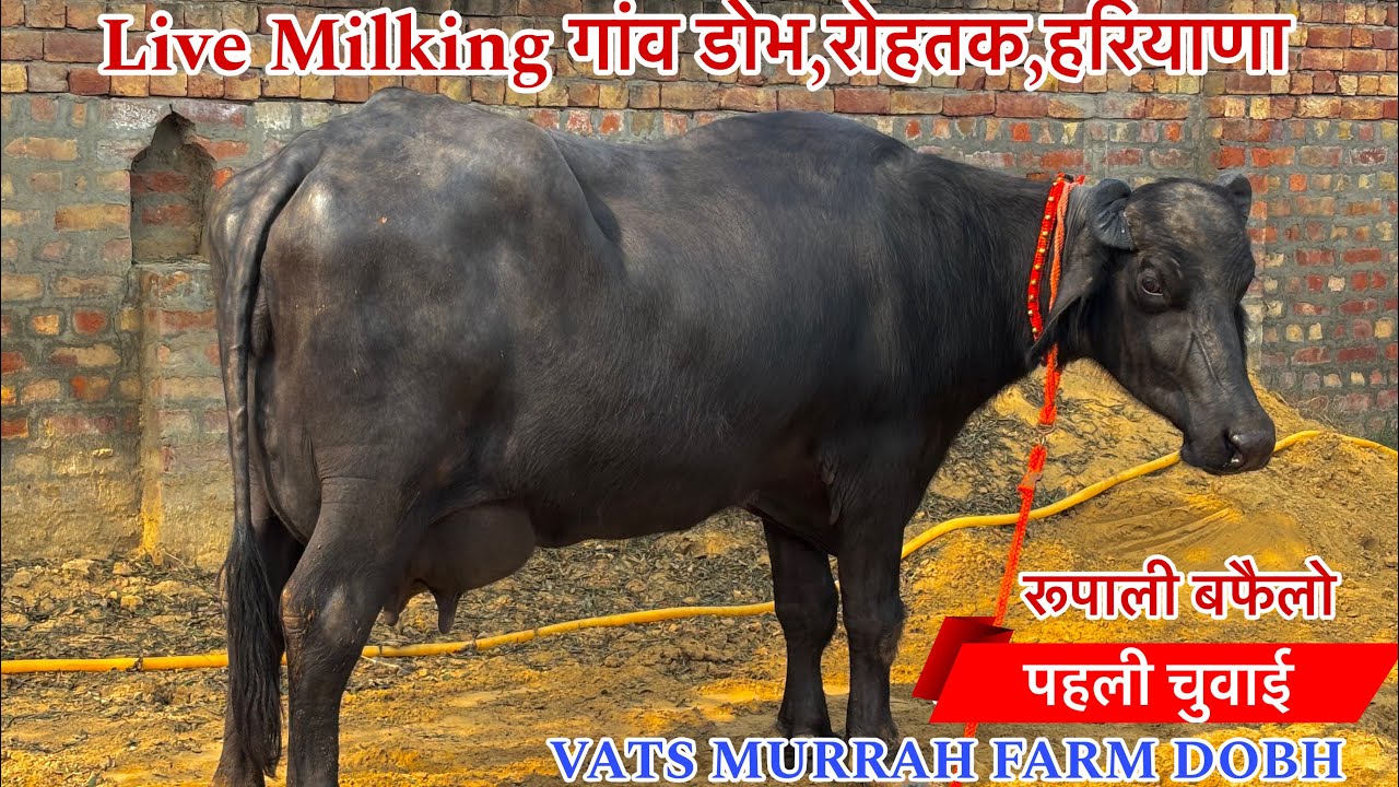 पहली चुवाई  Live Milking Murrah Buffalo // मोनू डोभ - 9812623000