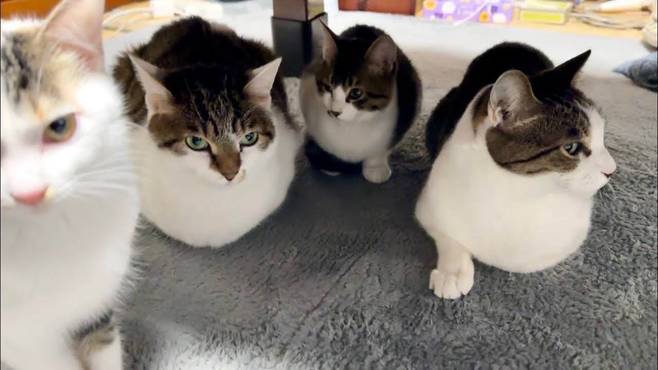 朝のコタツがこんなだったらどうしますか