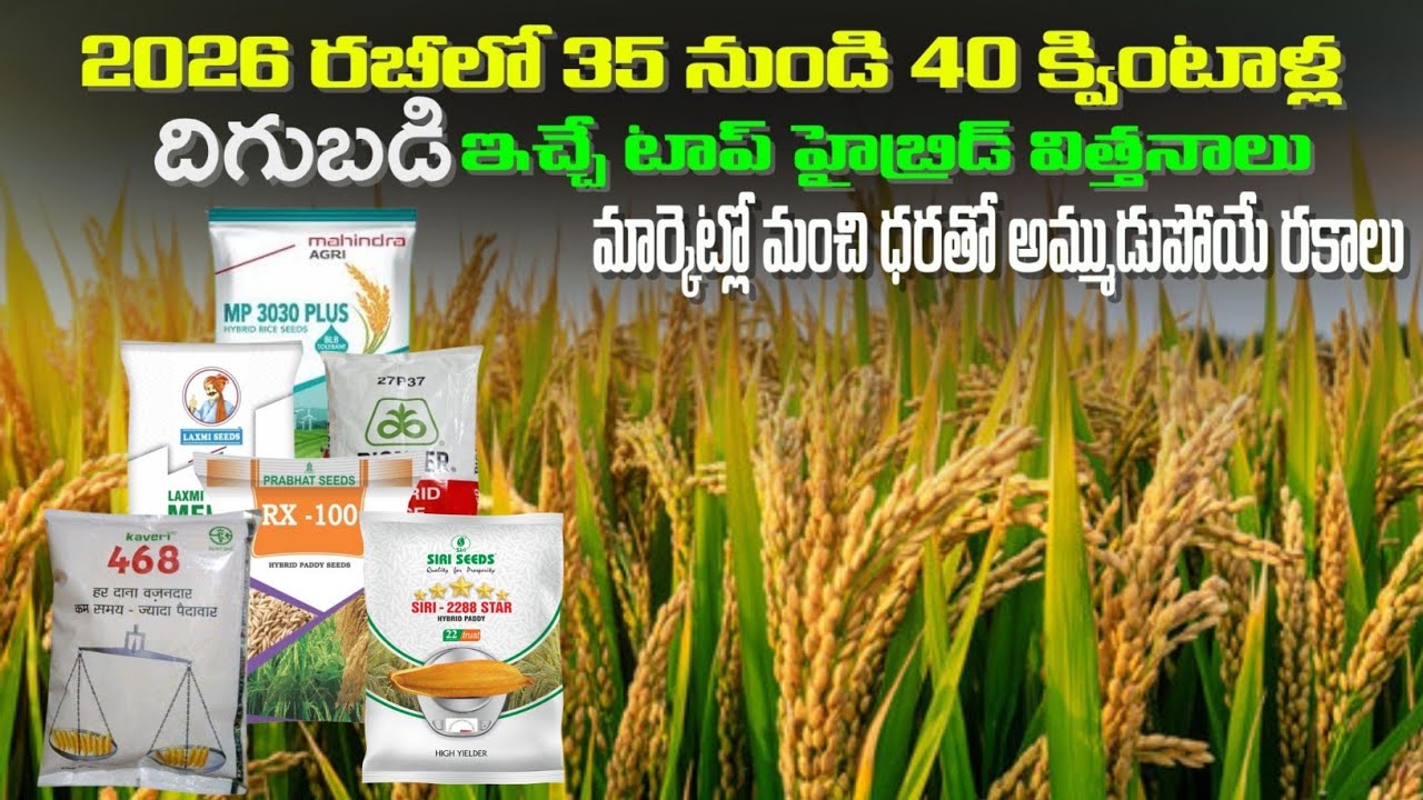  2026 యాసంగిలో 35 నుండి 40 క్వింటాళ్ల దిగుబడి ఇచ్చే హైబ్రిడ్ వరి రకాలు | Top Hybrid Paddy seeds