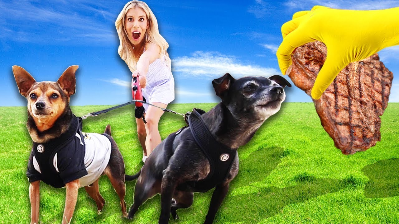 I Let My DOGS Walk Me For A DAY! | Pawzam Dogs