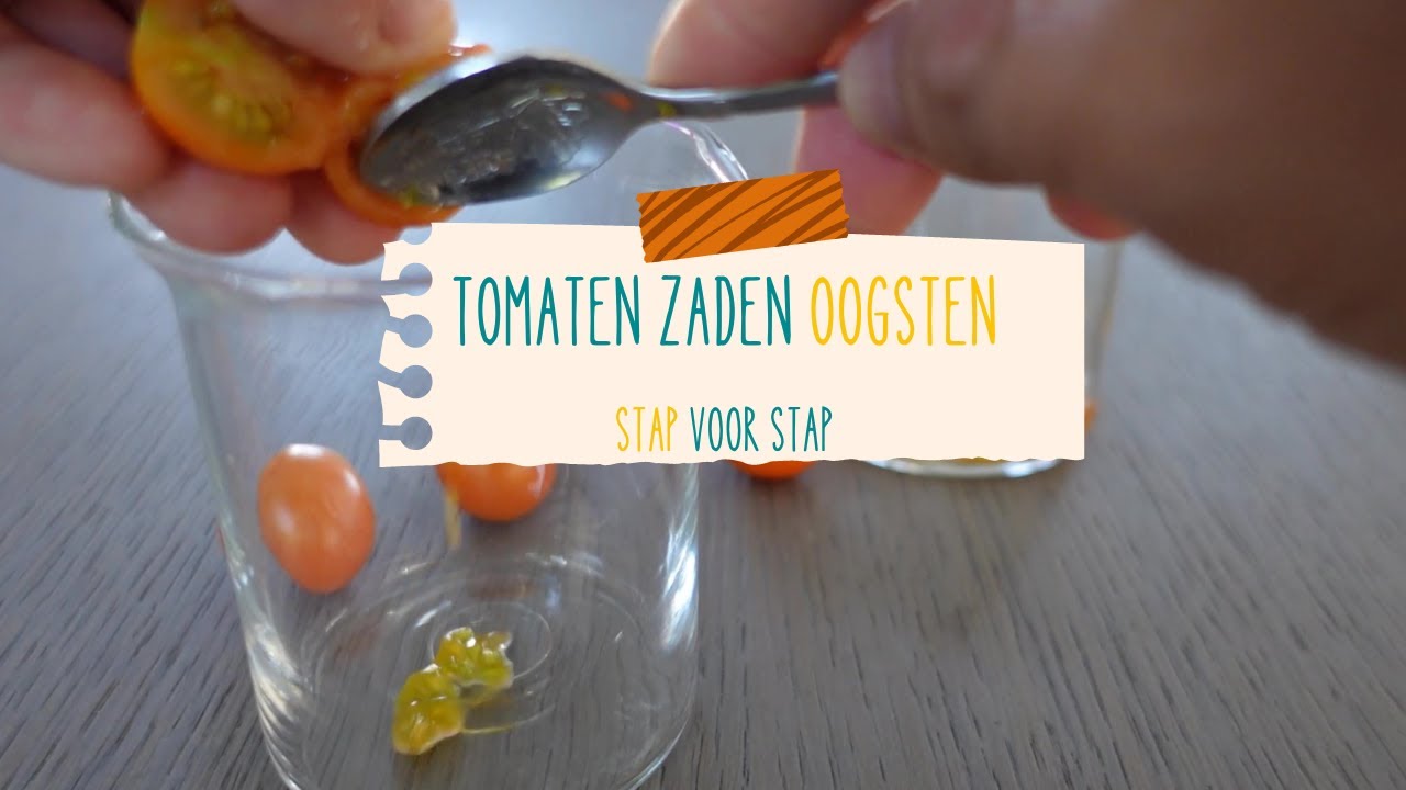 Tomatenzaden oogsten