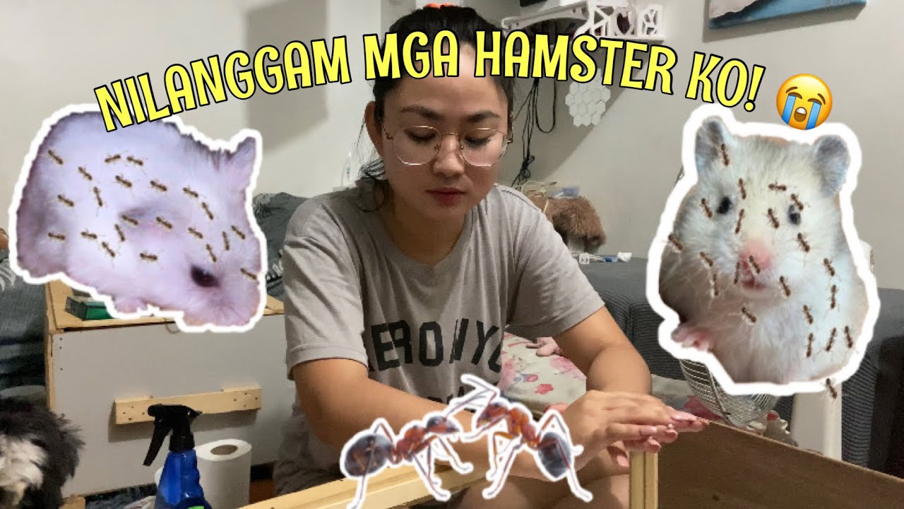 NI LANGGAM MGA HAMSTERS KO! 😭 Ano nga ba dapat gawin??