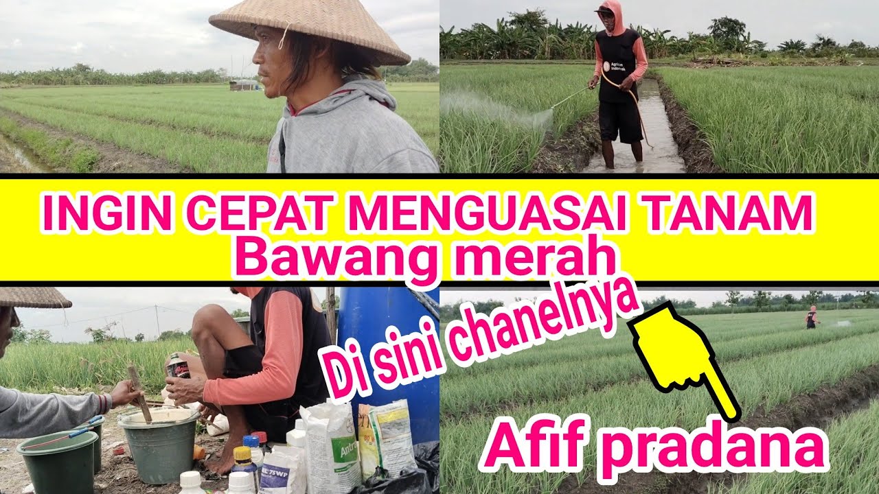 Tutorial pengobatan bawang merah agar sukses