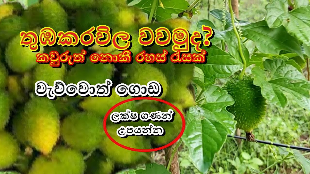 තුඹකරවිල වගාව කරන විධිය ‍‍‍|  Sweet Bitter Gourd | Thumba karawila Wagawa | karawila wagawa