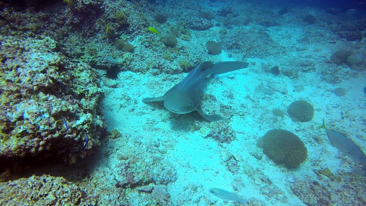 Diving at the Amazing Daymaniyat Islands, Muscat / Oman