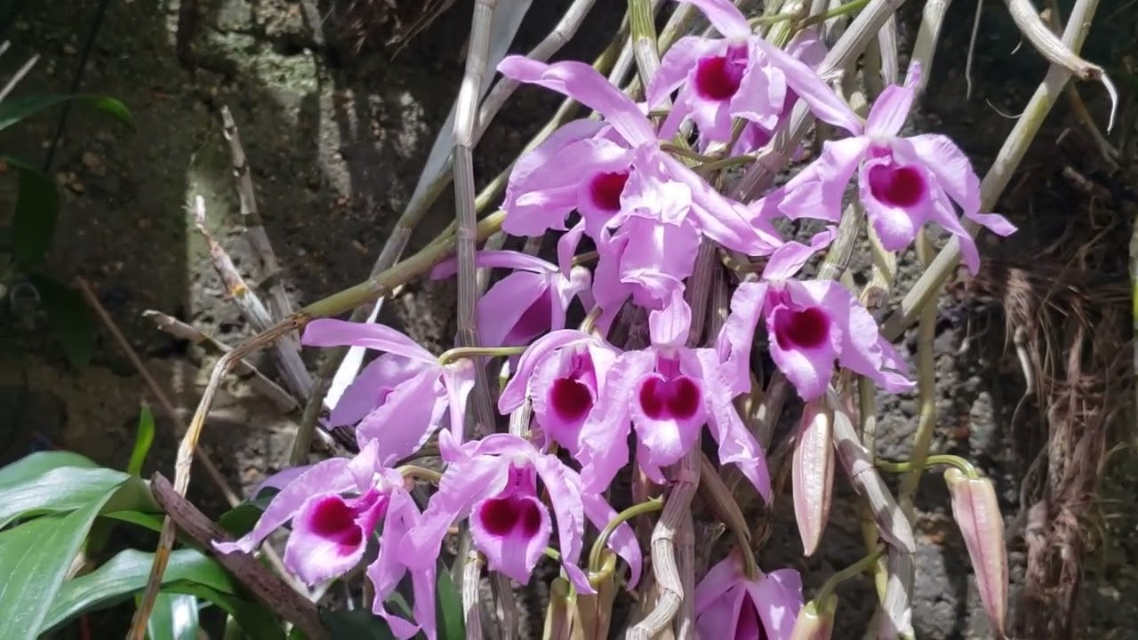 Hermosa orquidea Demdrobiun 