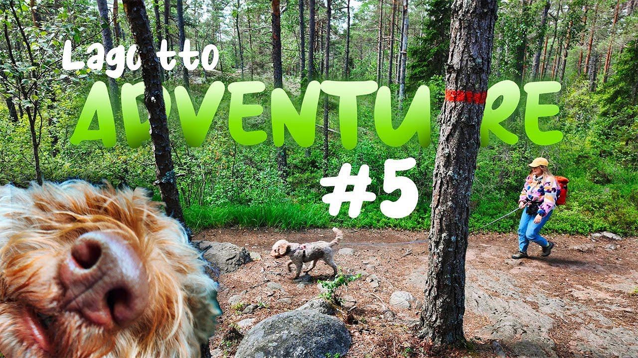 Lagotto Adventure #5 | Trehörningen lake, Paradiset nature reserve - July 6 2024