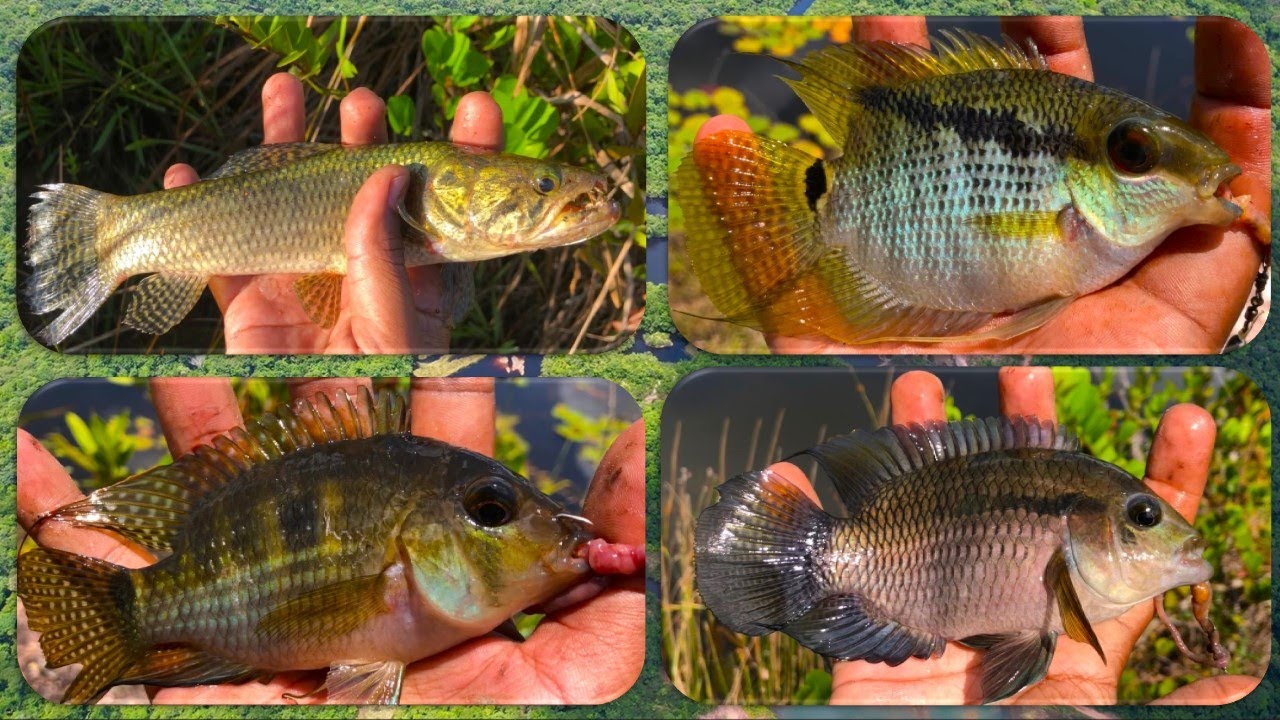 Swamp Fishing  in old bauxite mines