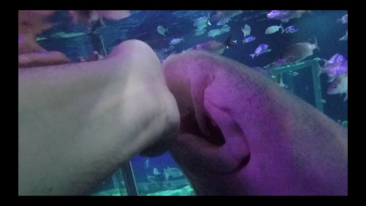 Este TIBURON casi me arranca la MANO|||||| ACUARIO MICHIN PARTE #2
