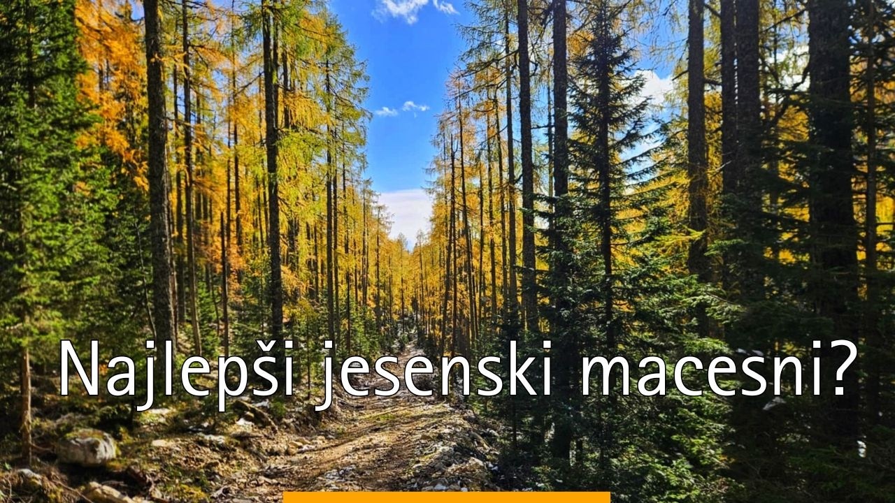 Lučki Dedec s pl. Ravne | Jesensko - zimska pravljica na Dleskovški planoti | krožna tura