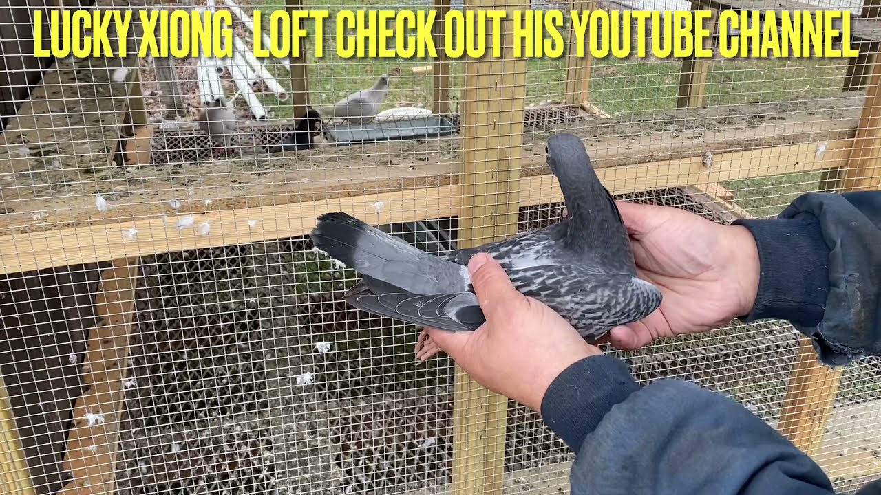 2 new pigeons for racing & Danny pigeons for sale from Johnny Rivera