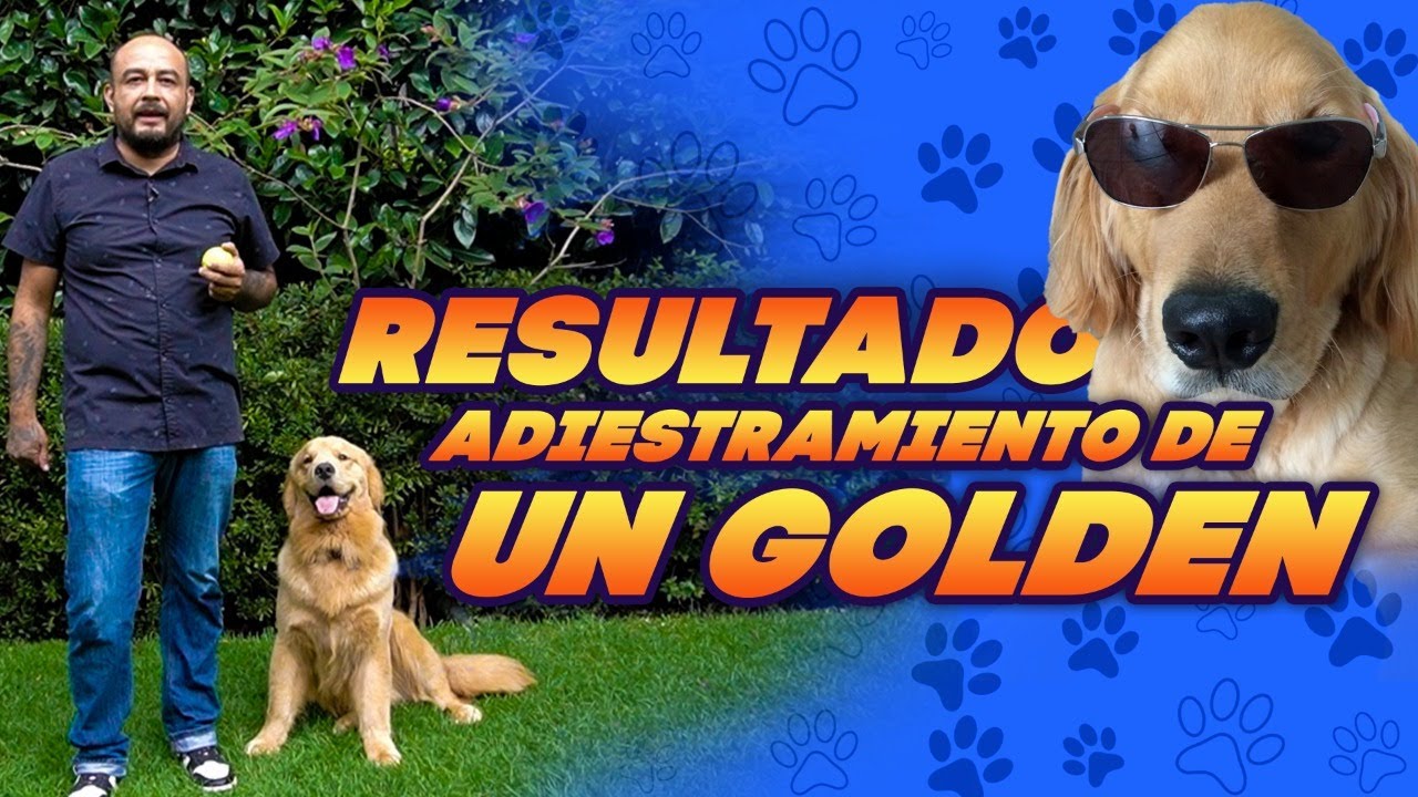 Adiestramiento avanzado para PERROS de raza grande | Professional Dog Training
