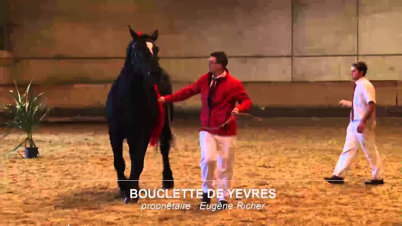 Présentation-vente de chevaux percherons
