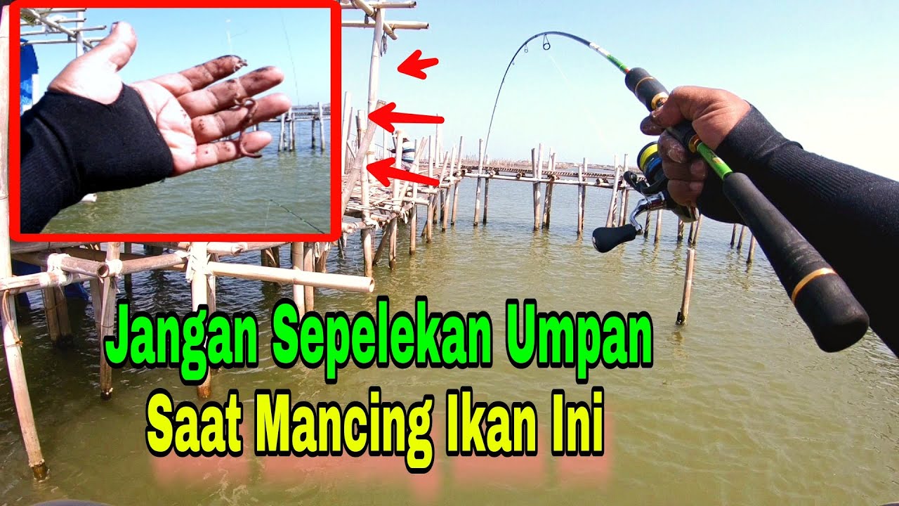 TAK DISANGKA !! TERNYATA UMPAN INI GACOR BUAT MANCING IKAN KIPER || NAOMI FISHING ADVENTURE