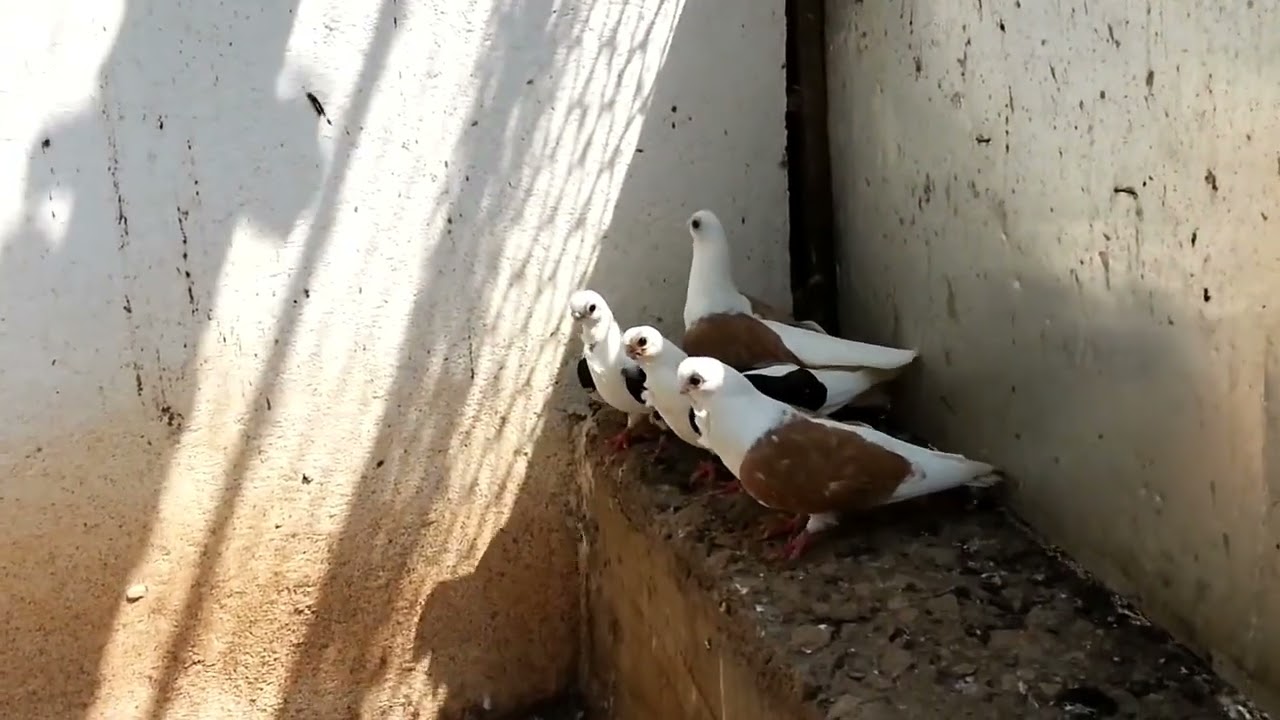 Българска Щитна Чайка