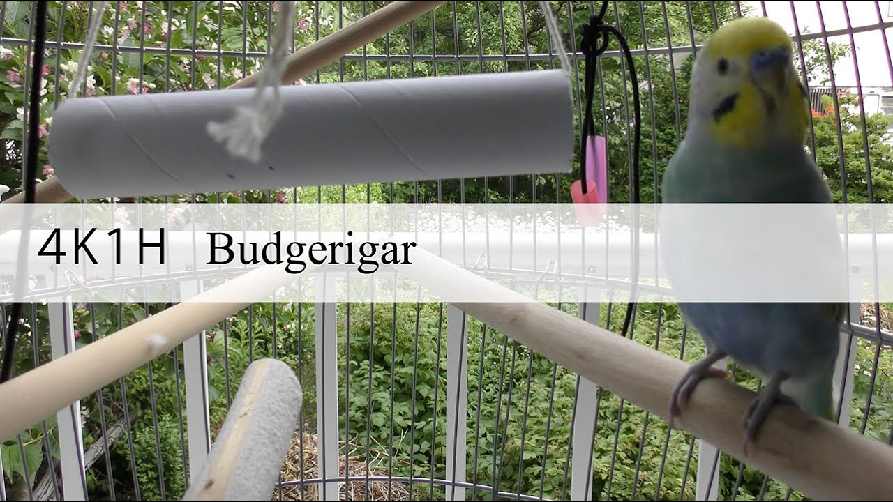 【１時間】セキセイインコ【作業用】Budgerigar