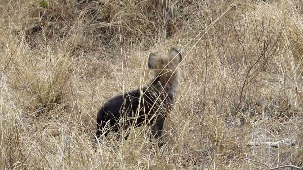 Spotted Hyena pup playing with some long grass