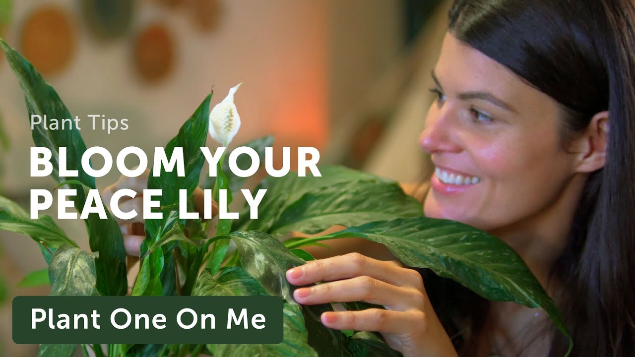 Get a PEACE LILY (Spathiphyllum) to Rebloom Again — Ep 193