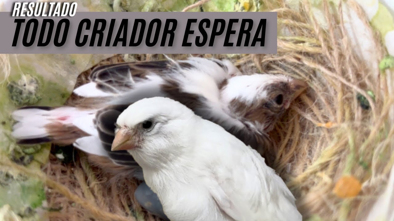 Oque não te contaram sobre uso TYLAN