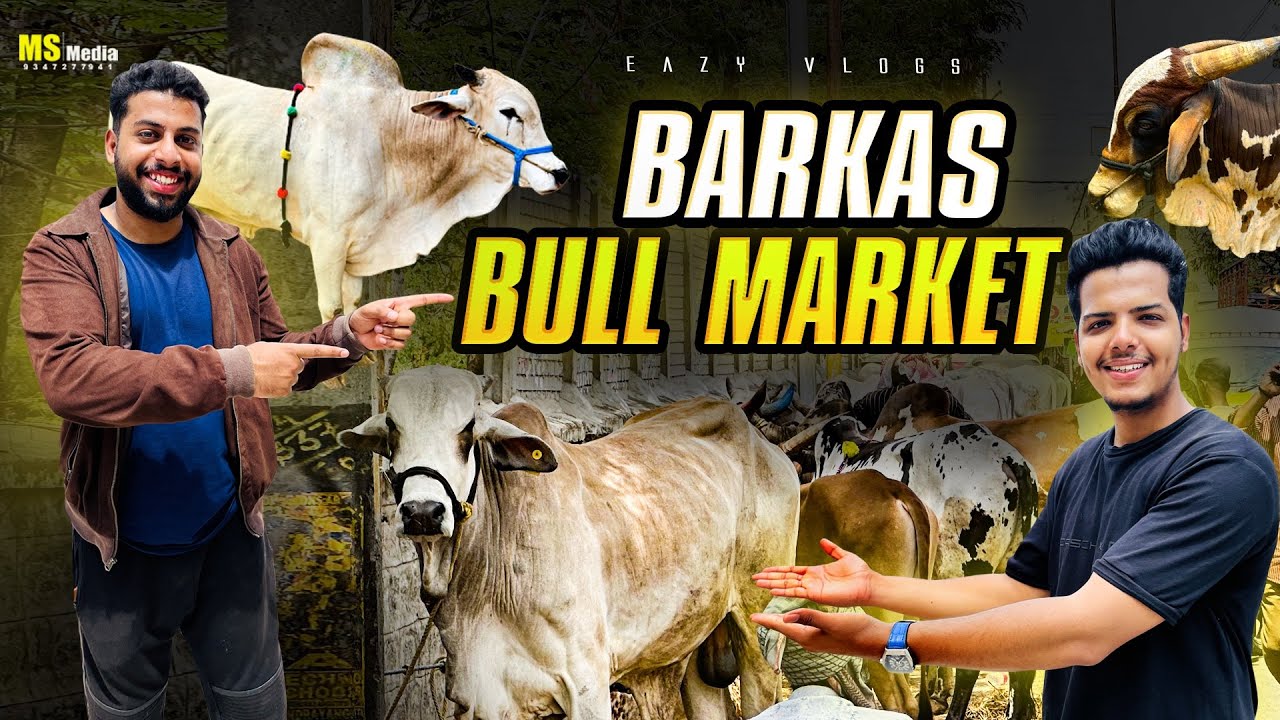 BARKAS KI BULL MARKET 😳 ITNE SASTE BADE JANWAR 🔥 || LIMITED TIME OFFER.