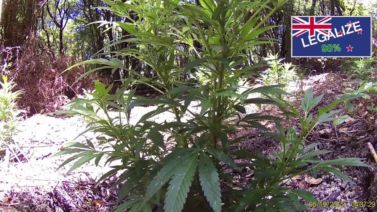 OUTDOOR Plantation #1 12/12/2016 Update