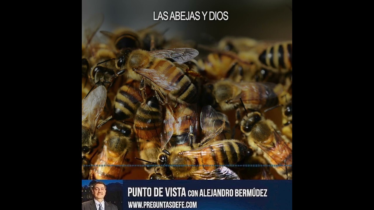 Las Abejas y Dios