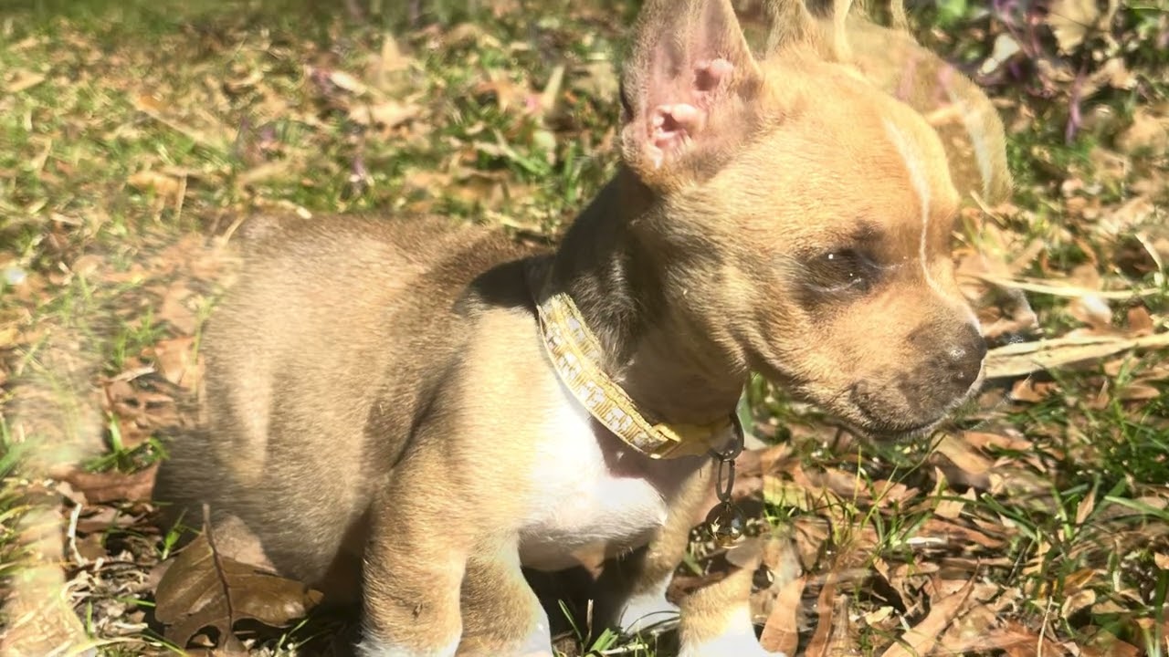 Arlo the Frenchie mix
