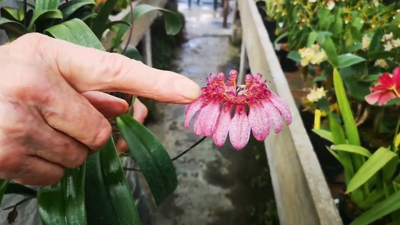 Offerta orchidee di fine primavera