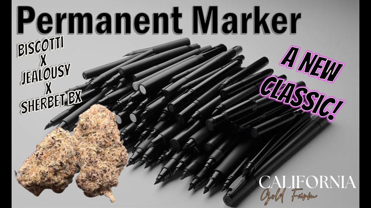 Trying California Gold Farm Permanent Marker THCa Flower - Flavor You Can't Wash Out!