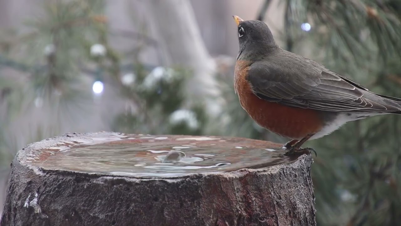Robins in Our Birdbath