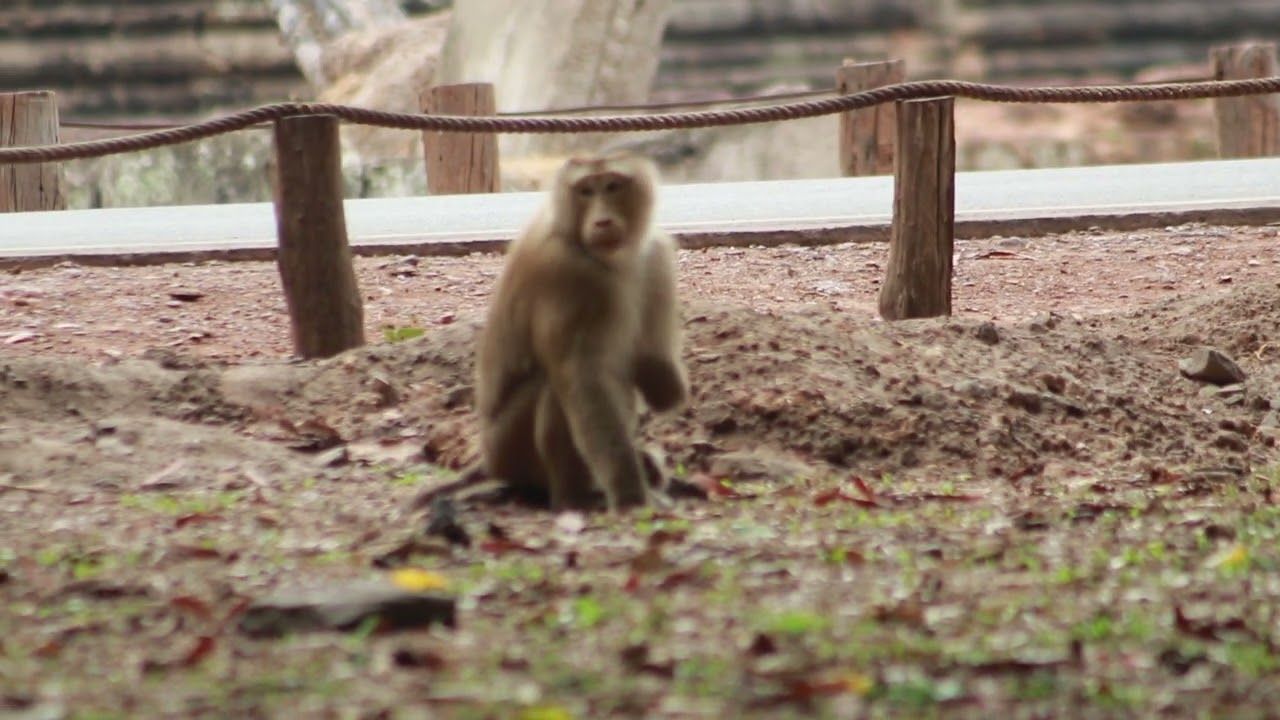 Pongo or Akot Walk out Forest go To Sit  Wait Some Food