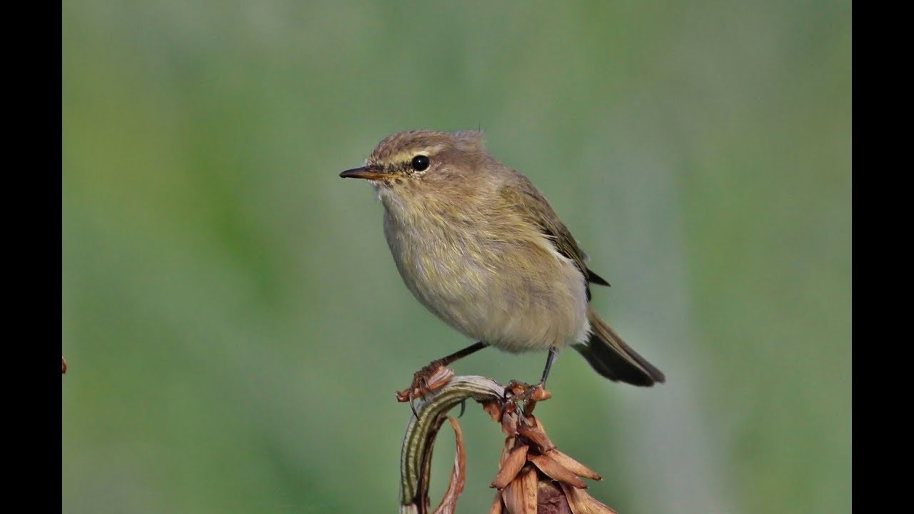 Common Chiff-chaff (Phylloscopus collybita) &Delta;&epsilon;&nu;&tau;&rho;&omicron;&phi;&upsilon;&lambda;&lambda;&omicron;&sigma;&kappa;ό&pi;&omicron;&sigmaf; - &Mu;&omicron;&upsilon;&gamma;&iota;&alpha;&nu;&nu;&omicron;ύ&delta;&iota; - Cyprus