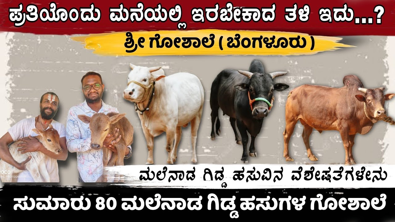 '80' ಮಲೆನಾಡ ಗಿಡ್ಡ ಹಸುಗಳು ಇರುವ ಗೋಶಾಲೆ🥰 | ಮಲೆನಾಡ ಗಿಡ್ಡ ವಿಶೇಷತೆ | Sri Goshala Bangalore | Malnad Gidda🔥