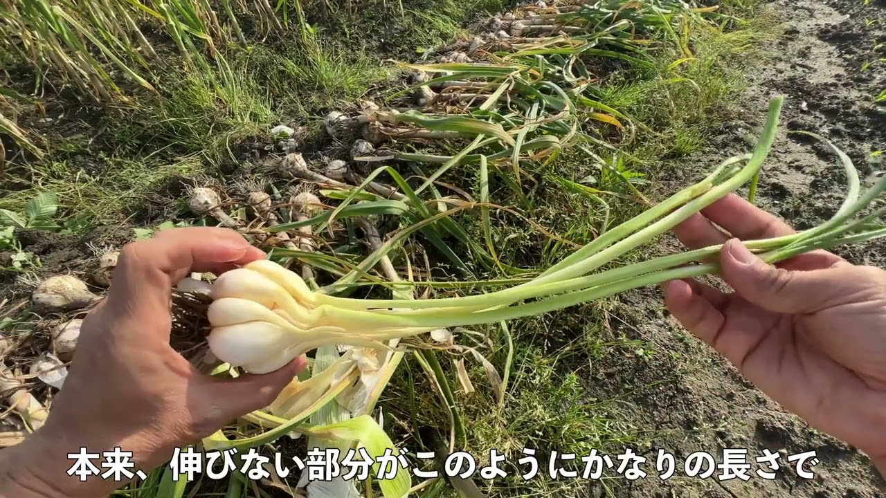 ニンニクの収穫　二次成長したニンニクも収穫　収穫から乾燥の準備まで