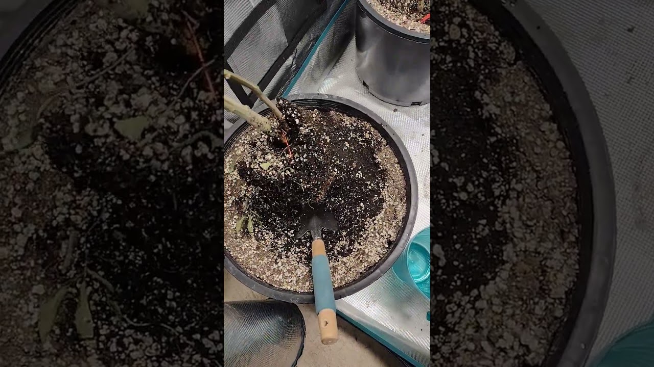 Simple grow tip