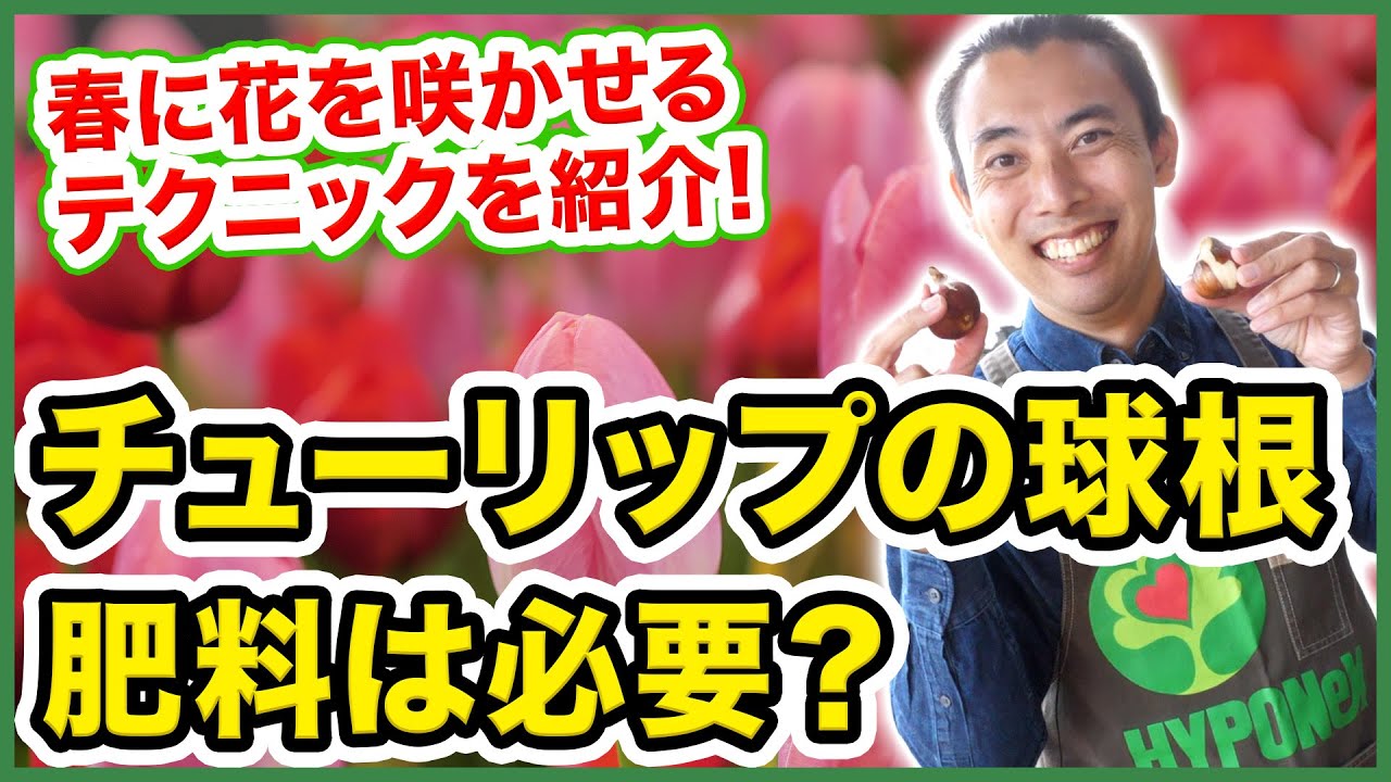 【園芸の基本】チューリップの育て方〜チューリップの球根に肥料は必要？球根に肥料を与えるメリットとは？球根の水やり、植え方もご紹介！〜【園芸塾】【ハイポネックス】