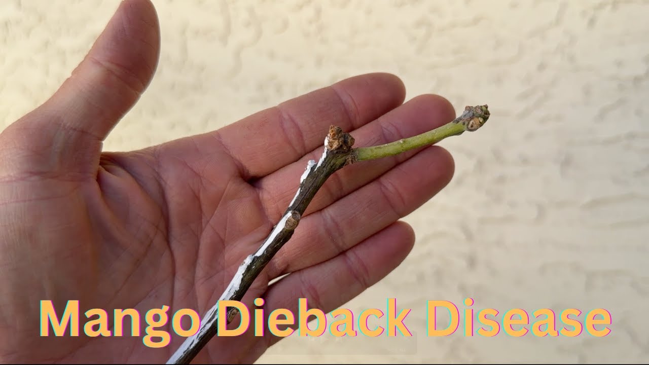 Mango Dieback Disease in AZ - Do This to Save Your Tree!