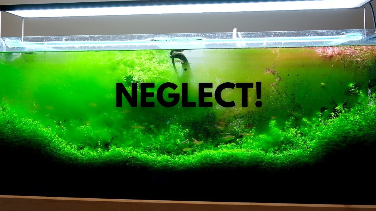 Neglected Aquascape Simple Fix. This is what happens when you neglect your high tech Fish Tank!