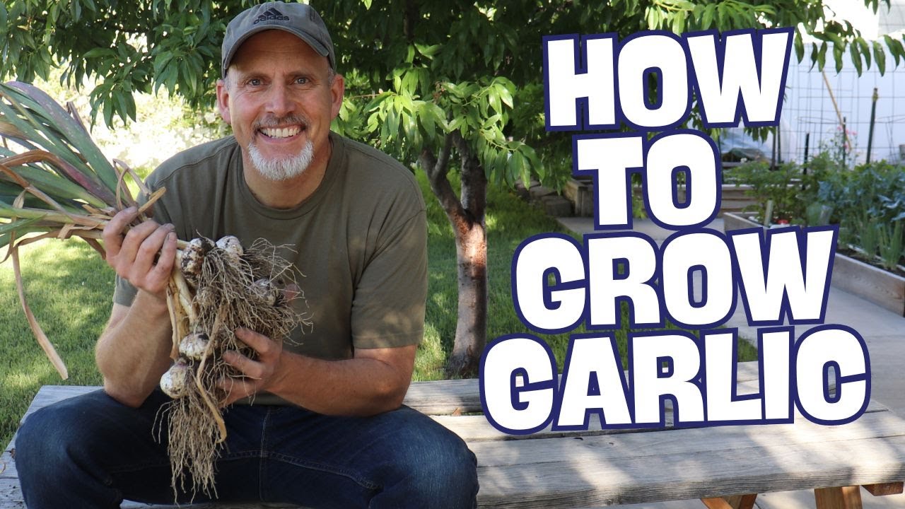 How To Grow Garlic - The Complete Guide for Beginners