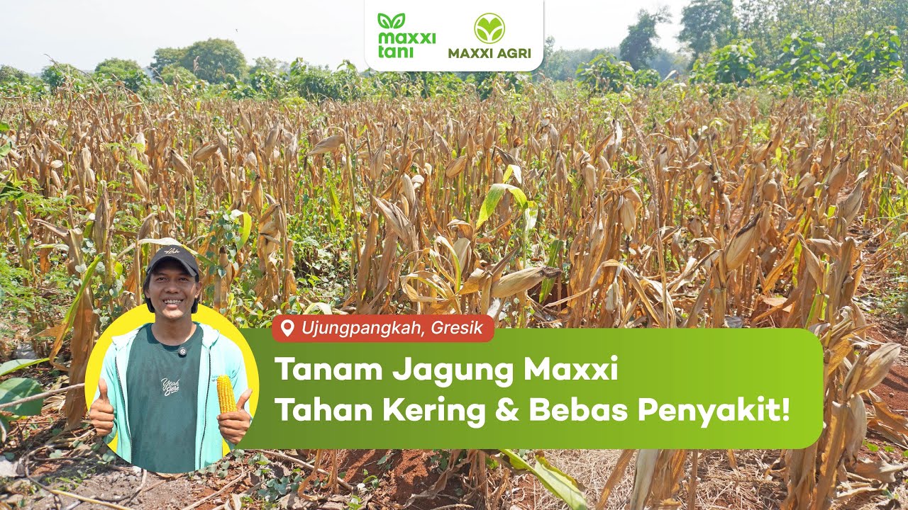 Tanam Jagung Maxxi Tahan Kering dan Bebas Penyakit!