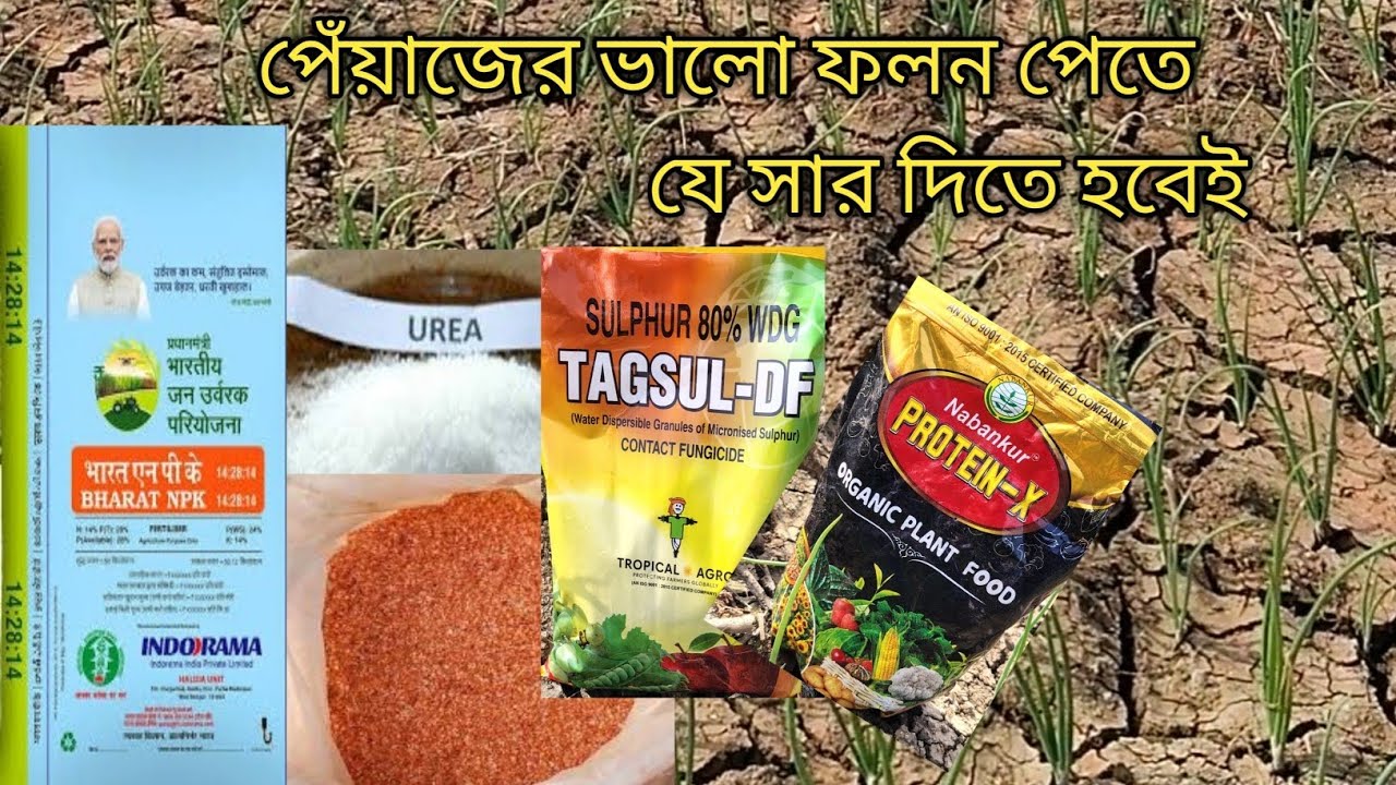 পেঁয়াজের ভালো ফলন পেতে সার ব্যবহার।। peyajer valo folon pete sar babohar.