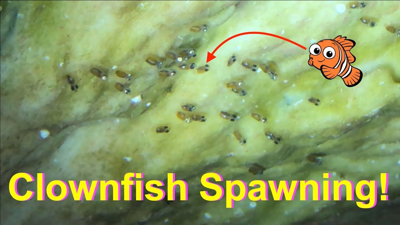 Clownfish Spawning in My Reeftank