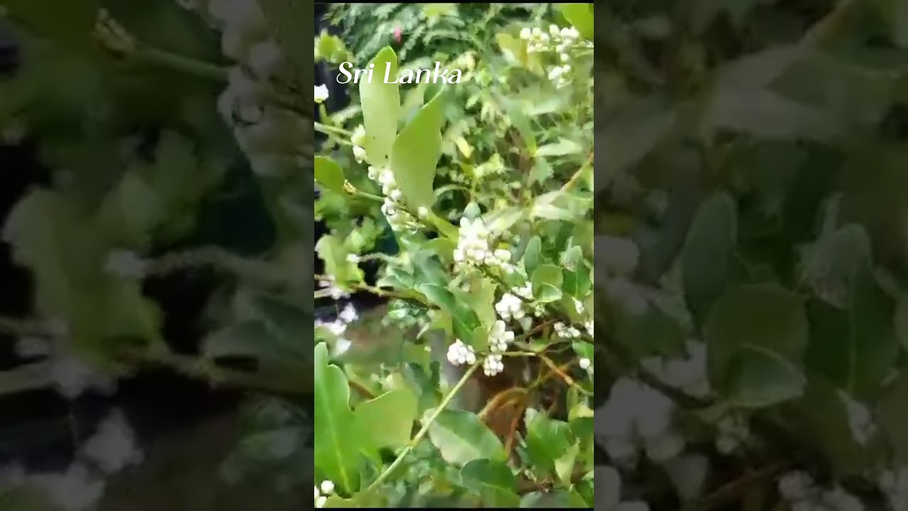 Atalantia Ceylanica in Bloom | Yaki Naran (in Sinhala) | Travel & Events | BlissfulMomentsWithUs |