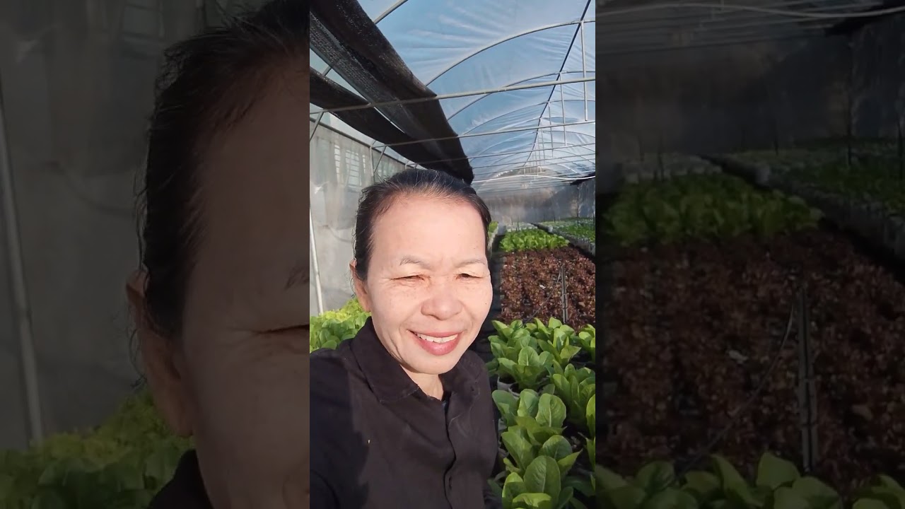 ผักสลัสวยๆมาฝากค่ะพี่น้องจะ♥️🪴🌲