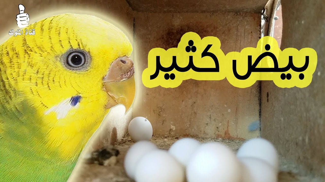 كيف اجعل انثى البادجي تبيض بسرعه بيض كثير