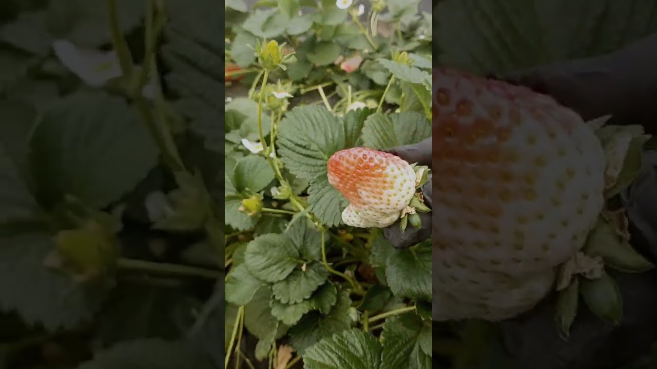 #farming #strawberry #fruit