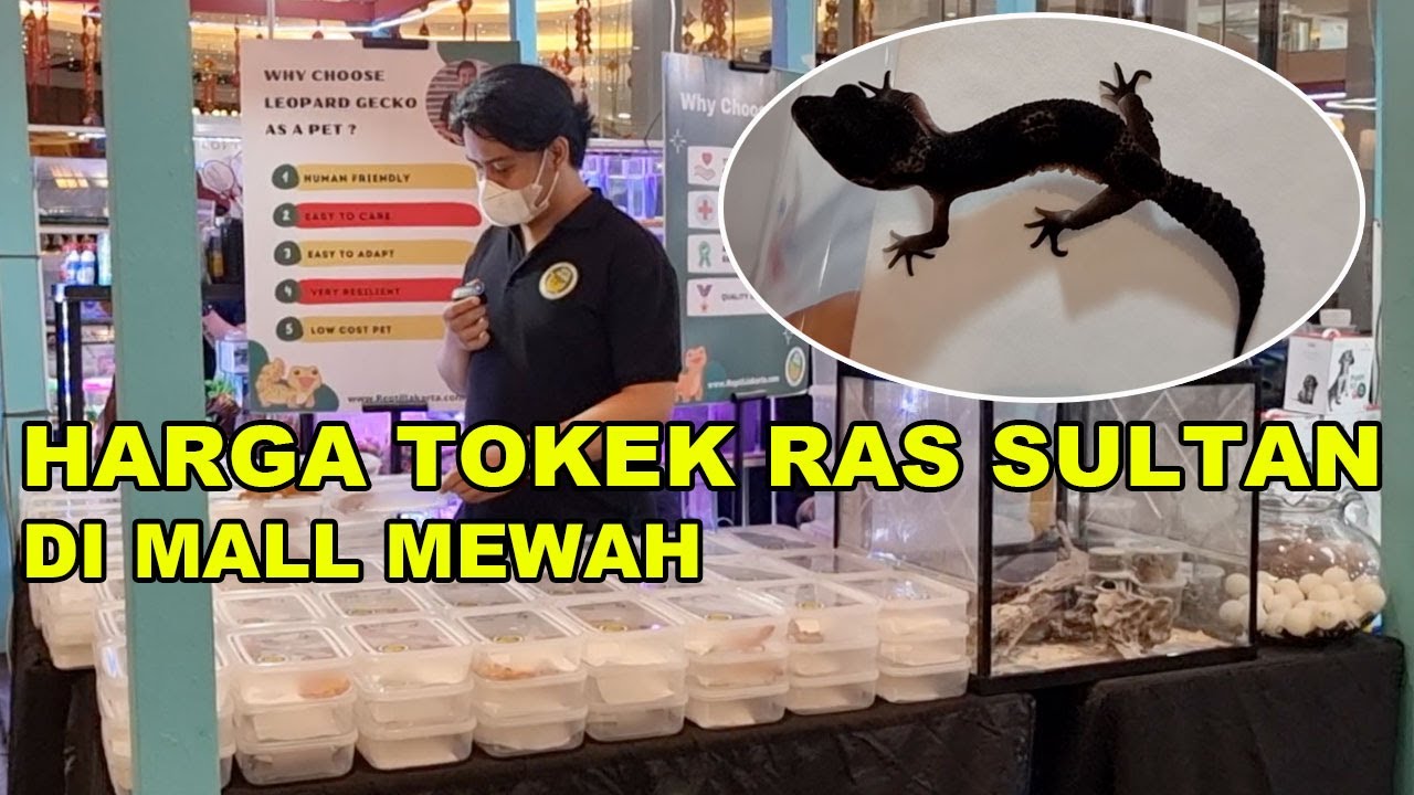 Harga Tokek Ras Level Sultan Di Mall Mewah