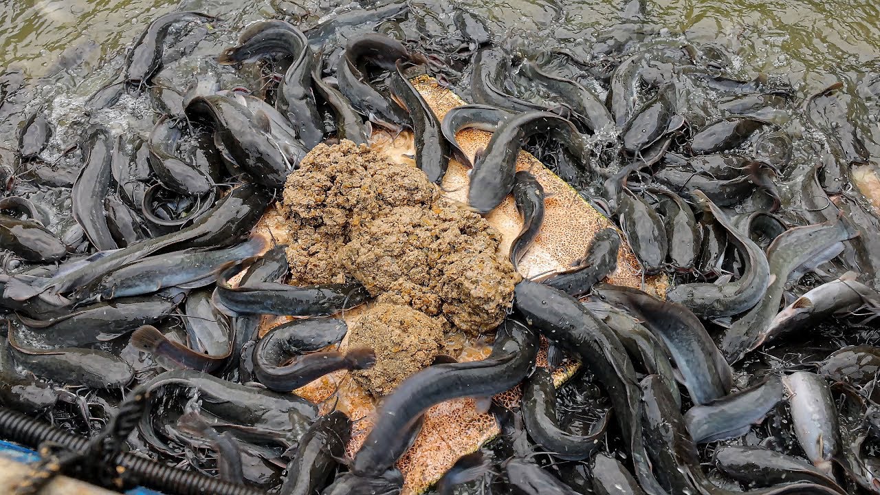 Fish feed formulation | Unique Fish Feed Recipe You Haven't Tried