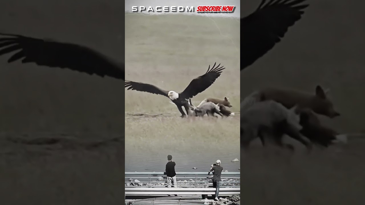 WOW! THE EAGLE CATCHES THE WOLF