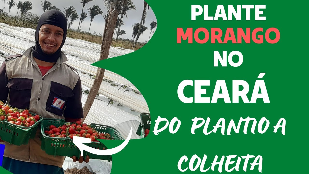 CULTIVO DE MORANGO EM SÃO BENEDITO/CEARÁ - PASSO A PASSO
